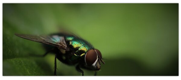 Tablou - Musca (120x50 cm)