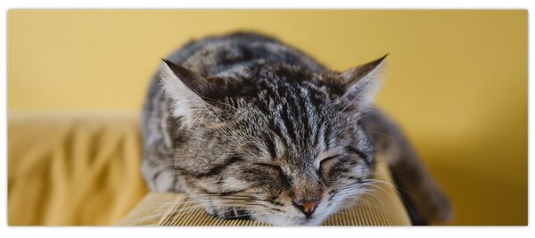 Tablou cu pisica pe fotoliu (120x50 cm)