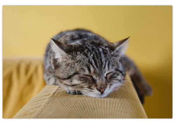 Tablou cu pisica pe fotoliu (90x60 cm)