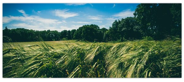 Tablou cu linca și pădure (120x50 cm)