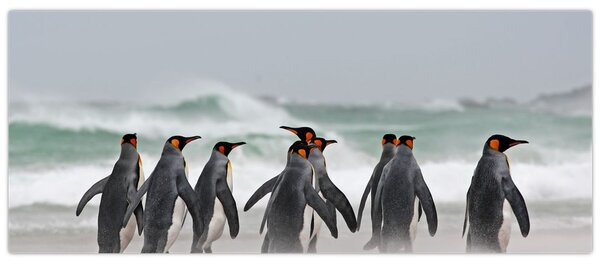 Tablou pinguini în ocean (120x50 cm)