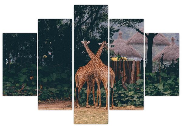 Tablou cu două girafe (150x105 cm)