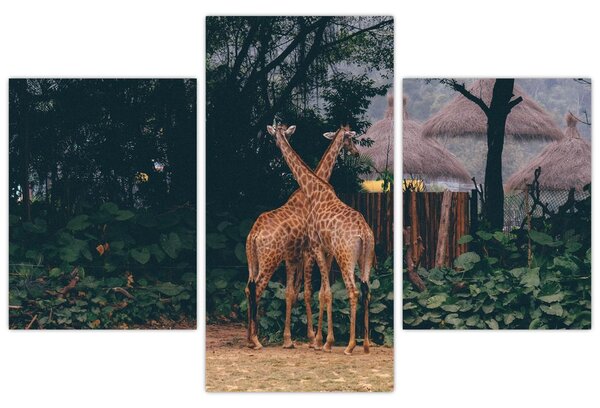 Tablou cu două girafe (90x60 cm)