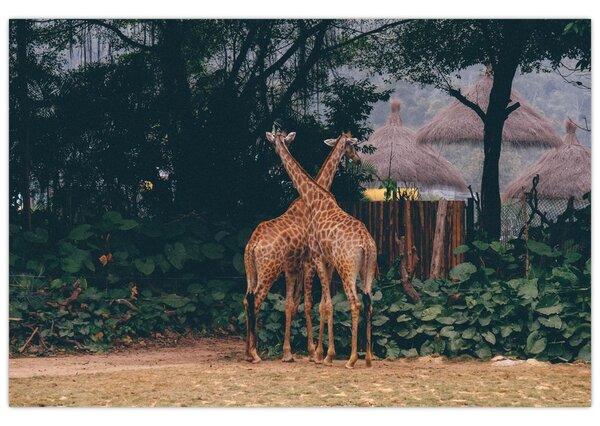 Tablou cu două girafe (90x60 cm)