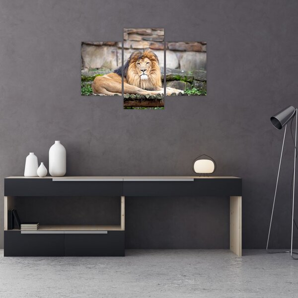 Tablou cu leu (90x60 cm)
