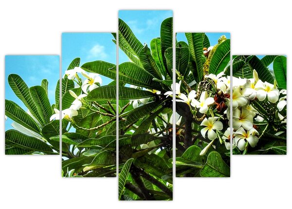 Tablou - Plumeria (150x105 cm)