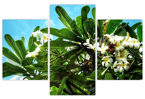 Tablou - Plumeria (90x60 cm)