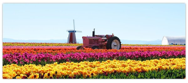 Tablou cu farma de lalele (120x50 cm)