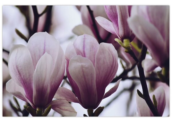 Tablou - Magnolie (90x60 cm)