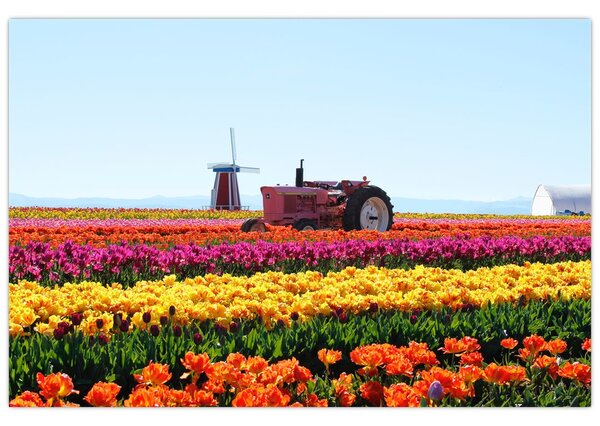 Tablou cu farma de lalele (90x60 cm)