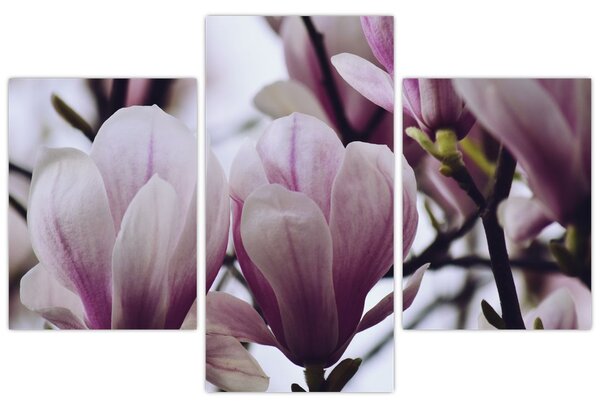 Tablou - Magnolie (90x60 cm)