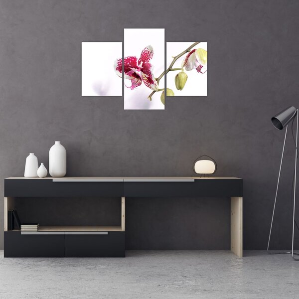 Tablou cu floarea de orhidee (90x60 cm)