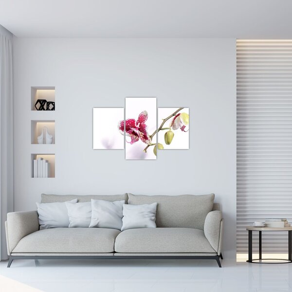 Tablou cu floarea de orhidee (90x60 cm)