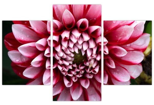 Tablou cu dalie roz (90x60 cm)