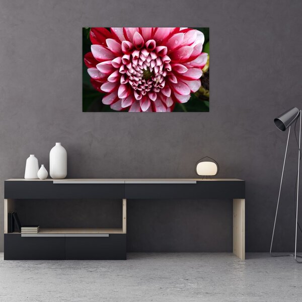 Tablou cu dalie roz (90x60 cm)