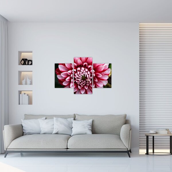 Tablou cu dalie roz (90x60 cm)
