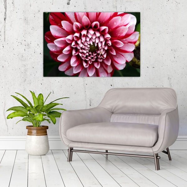 Tablou cu dalie roz (90x60 cm)