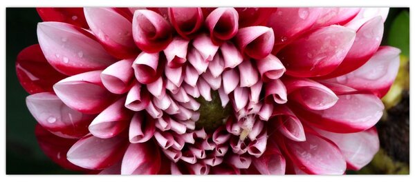 Tablou cu dalie roz (120x50 cm)