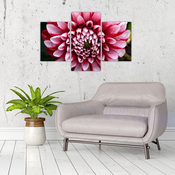 Tablou cu dalie roz (90x60 cm)
