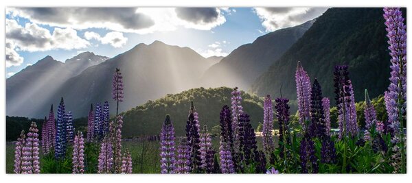 Tablou - scenariu cu flori de Lupin (120x50 cm)