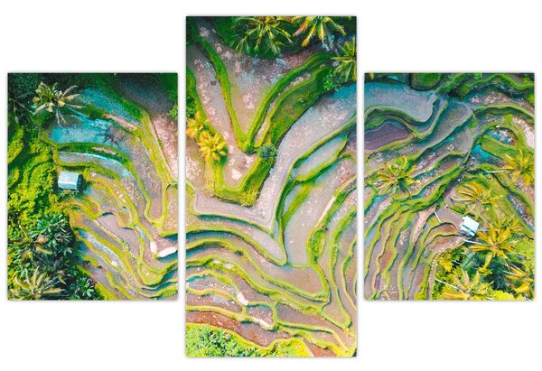 Tablou cu lanuri de orez din privire de sus (90x60 cm)