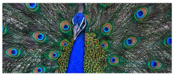 Tablou - Păun (120x50 cm)