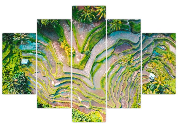 Tablou cu lanuri de orez din privire de sus (150x105 cm)