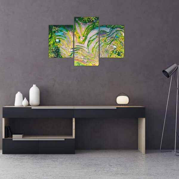 Tablou cu lanuri de orez din privire de sus (90x60 cm)