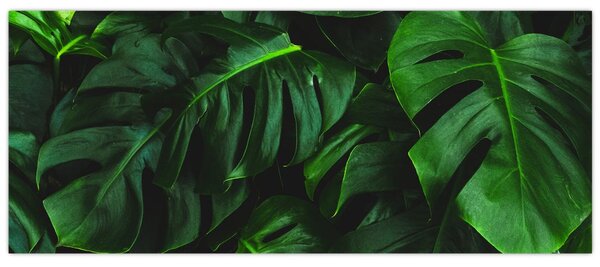 Tablou cu frunze Monstery (120x50 cm)