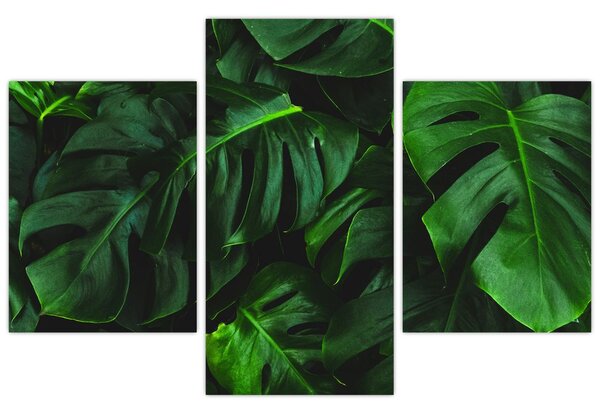 Tablou cu frunze Monstery (90x60 cm)