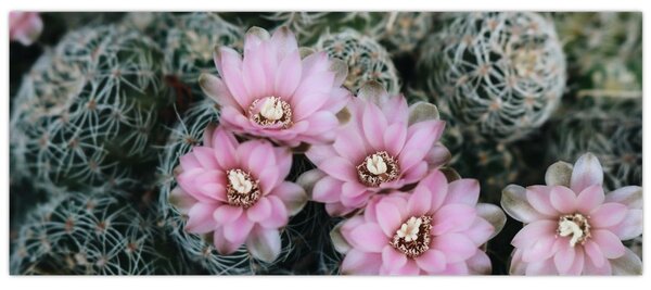 Tablou floare de cactus (120x50 cm)