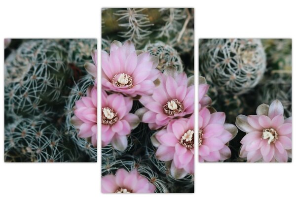 Tablou floare de cactus (90x60 cm)