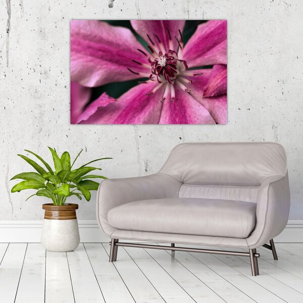 Tablou cu floarea roz de clematis (90x60 cm)
