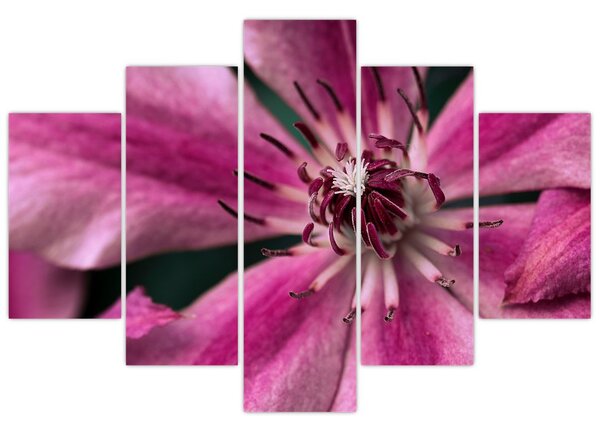 Tablou cu floarea roz de clematis (150x105 cm)
