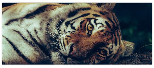 Tablou - Tigrul Siberian (120x50 cm)