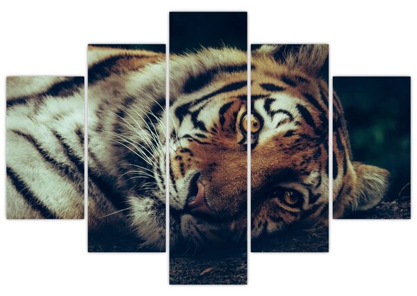 Tablou - Tigrul Siberian (150x105 cm)