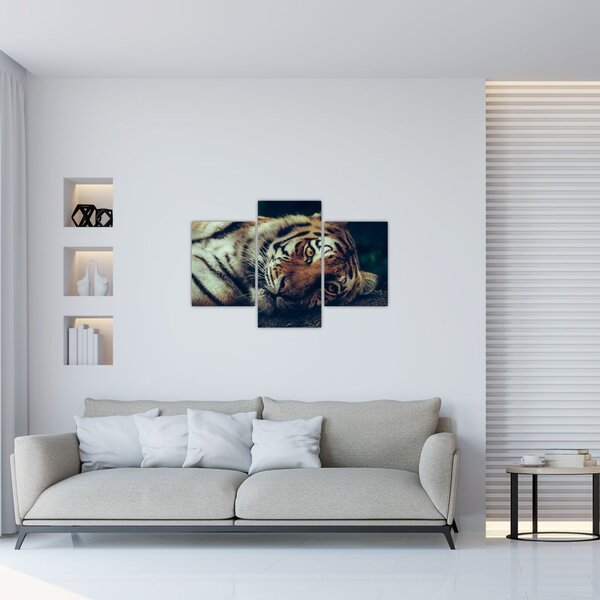 Tablou - Tigrul Siberian (90x60 cm)