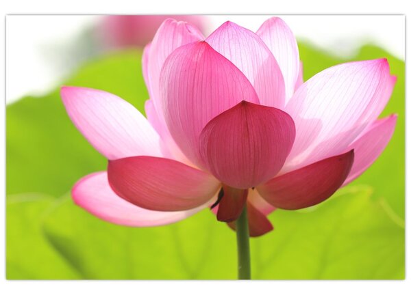 Tablou cu flori de lotus (90x60 cm)