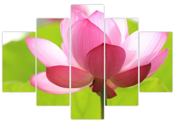 Tablou cu flori de lotus (150x105 cm)