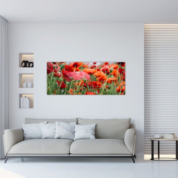 Tablou din câmp cu maci (120x50 cm)