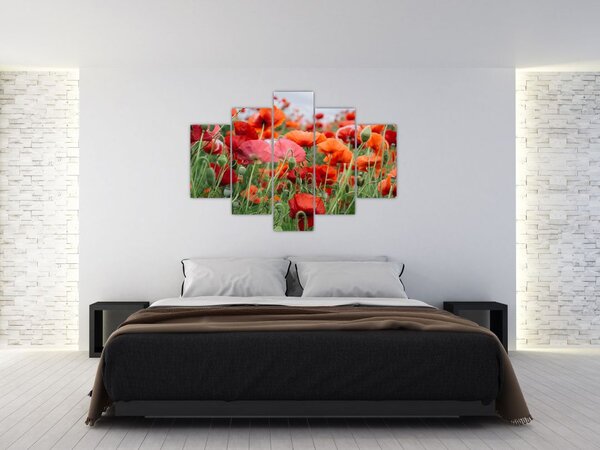 Tablou din câmp cu maci (150x105 cm)