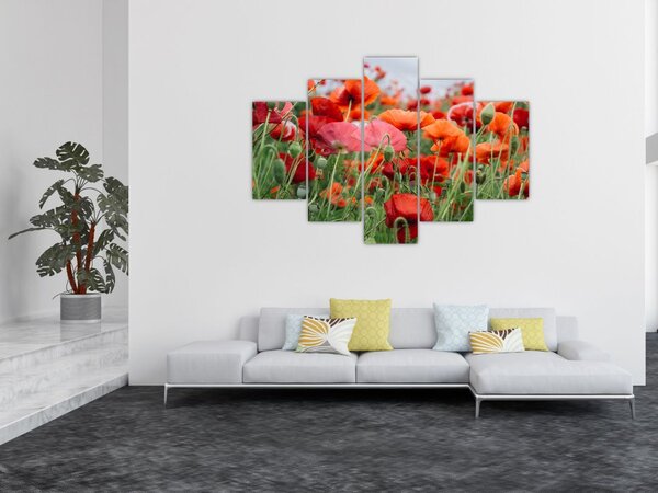 Tablou din câmp cu maci (150x105 cm)