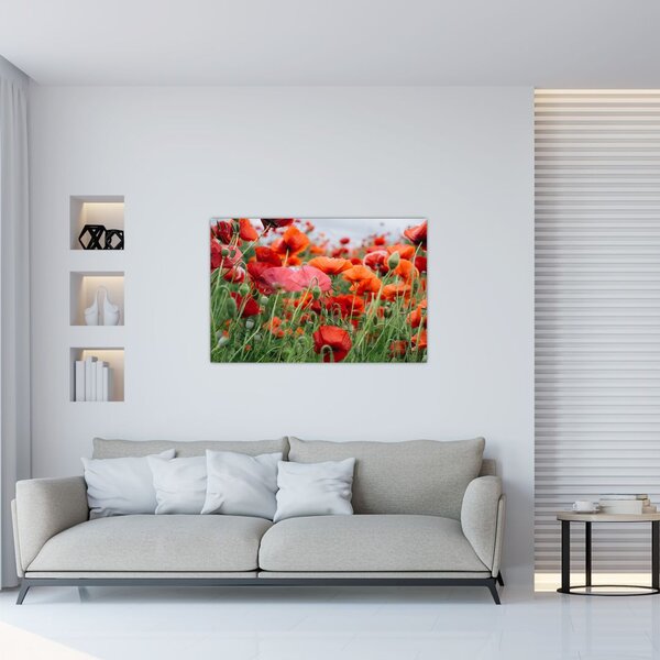 Tablou din câmp cu maci (90x60 cm)