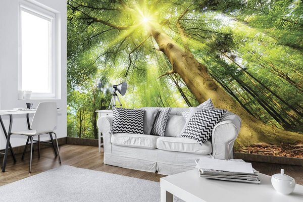Fototapet - Copac în lumina zilei (152,5x104 cm)