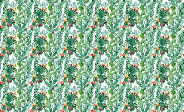 Fototapet - cactus (254x184 cm)