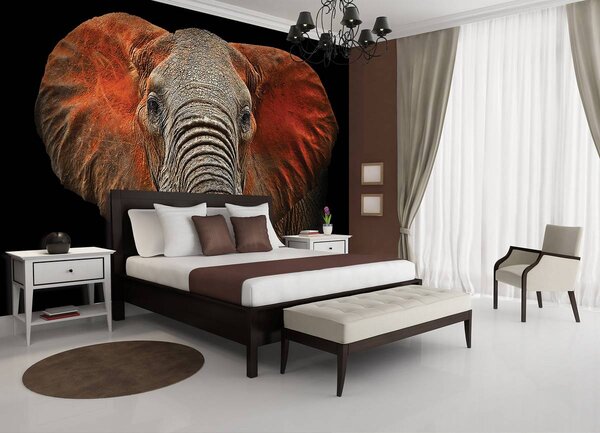 Fototapet - Elefant - urechi roșii (254x184 cm)