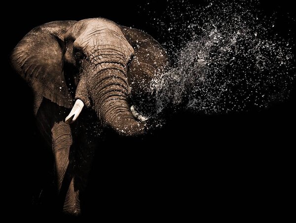 Fototapet - Elefant (254x184 cm)