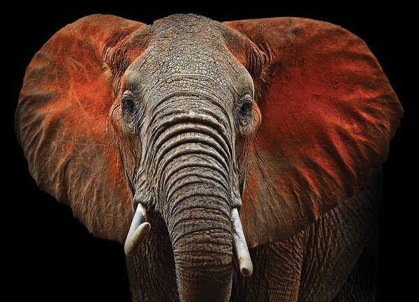 Fototapet - Elefant - urechi roșii (254x184 cm)