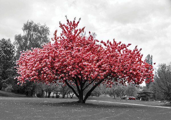 Fototapet - Copac (152,5x104 cm)