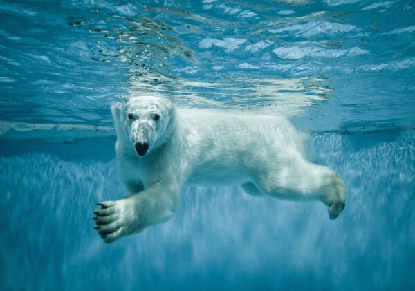 Fototapet - Ursul polar (254x184 cm)